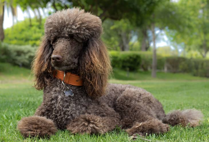 Standard store poodle apartment